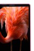 Sharp Aquos Xx: ekstremalnie wąska ramka Sharp Aquos Xx: ekstremalnie wąska ramka