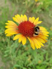 Honor 20 Pro - przykładowe zdjęcia