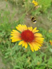 Honor 20 Pro - przykładowe zdjęcia