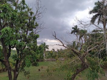 Google Pixel 4a vs Redmi Note 7