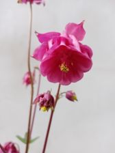 Zdjęcia z Huawei Y6p (w pełnym rozmiarze na karcie smartfona) Zdjęcia z Huawei Y6p (w pełnym rozmiarze na karcie smartfona)