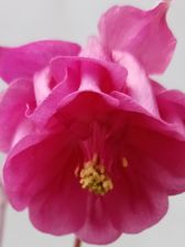 Zdjęcia z Huawei Y6p (w pełnym rozmiarze na karcie smartfona) Zdjęcia z Huawei Y6p (w pełnym rozmiarze na karcie smartfona)