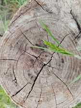 Zdjęcia z Huawei Y6p (w pełnym rozmiarze na karcie smartfona) Zdjęcia z Huawei Y6p (w pełnym rozmiarze na karcie smartfona)