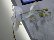 LG Wing - kilka pospiesznych zdjęć