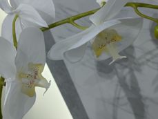 LG Wing - kilka pospiesznych zdjęć