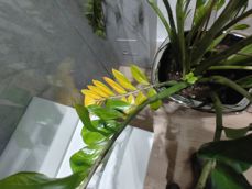 LG Wing - kilka pospiesznych zdjęć