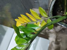 LG Wing - kilka pospiesznych zdjęć