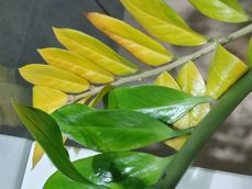 LG Wing - kilka pospiesznych zdjęć