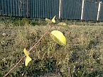 Zbliżenie