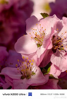 Przykładowe zdjęcia Vivo X200 Ultra z ogniskową 200, 800 i 1600 mm Przykładowe zdjęcia Vivo X200 Ultra z ogniskową 200, 800 i 1600 mm