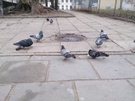 Sony Xperia Z Sony Xperia Z