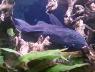 Sony Xperia Z Sony Xperia Z