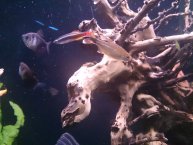 Sony Xperia Z Sony Xperia Z