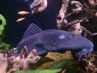 Sony Xperia Z Sony Xperia Z