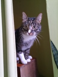 Sony Xperia Z Sony Xperia Z