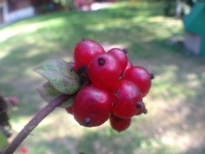 Olloclip