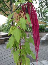 Huawei Nova Plus - przykładowe zdjęcia