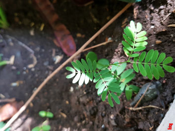 Zdjęcia wykonane ponoć OnePlus 5 i ich EXIF Zdjęcia wykonane ponoć OnePlus 5 i ich EXIF