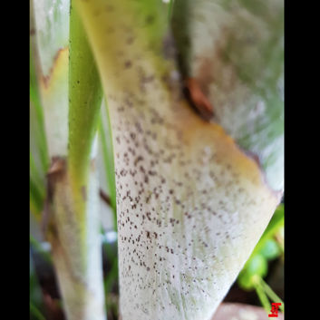 Zdjęcia wykonane ponoć OnePlus 5 i ich EXIF Zdjęcia wykonane ponoć OnePlus 5 i ich EXIF