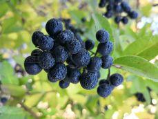 Huawei Mate 10 Pro - zdjęcia