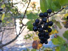 Huawei Mate 10 Pro - zdjęcia