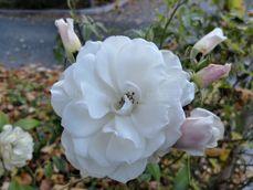 Huawei Mate 10 Pro - zdjęcia