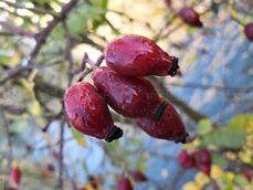 Huawei Mate 10 Pro - zdjęcia