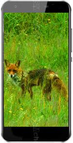 Galeria zdjęć telefonu Black Fox B3 Fox