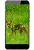 Black Fox B3 Fox