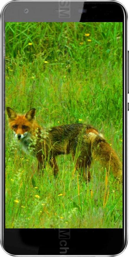 Black Fox B3 Fox