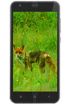 Black Fox B3