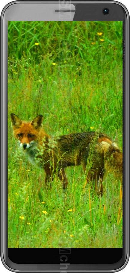Black Fox B4 Mini NFC Black Fox B4 Mini NFC