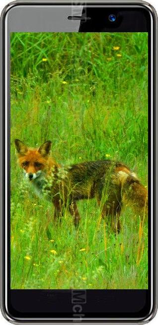 Black Fox B4 NFC Black Fox B4 NFC