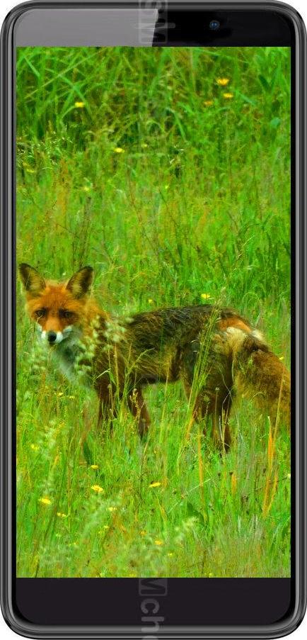 Black Fox B6 Black Fox B6