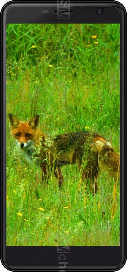 Black Fox B7 Fox+ Black Fox B7 Fox+