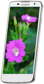 Galeria zdjęć telefonu Coolpad 8198T