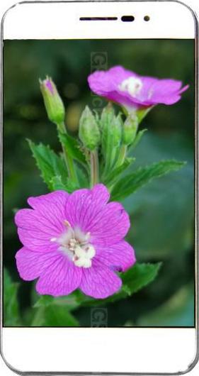 Coolpad ivvi K1 mini