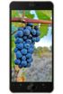 Doogee X20L