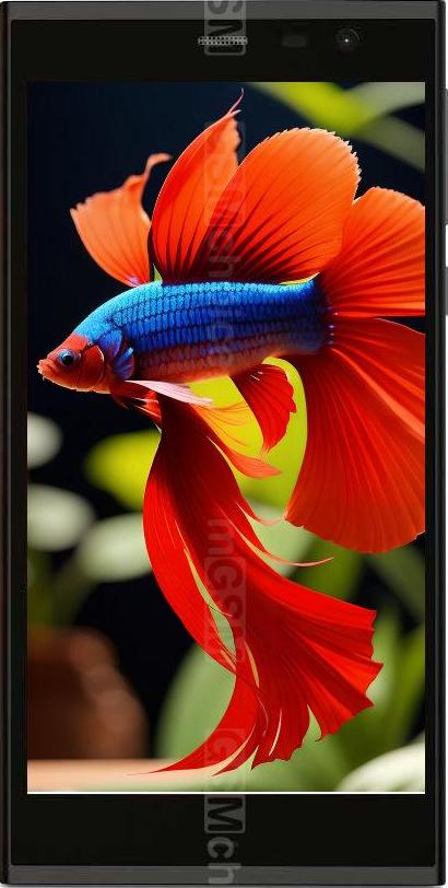 Intex Aqua Fish Intex Aqua Fish