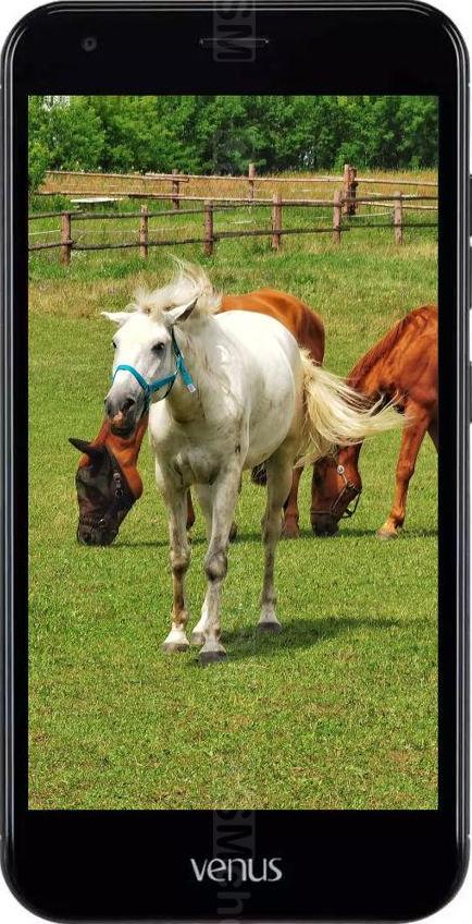 Vestel Venus V5