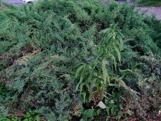 Przykładowe zdjęcia