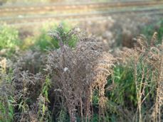 Tryb portretowy, czyli rozmywanie tła