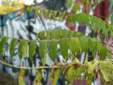 Tryb portretowy, czyli rozmywanie tła