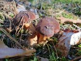 Przykładowe zdjęcia z głównego aparatu