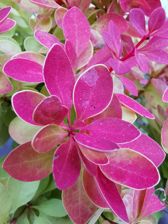 Huawei Mate 20 Pro - zdjęcia z aparatu