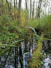 Huawei Mate 20 Pro - zdjęcia z aparatu