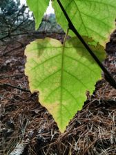 Huawei Mate 20 Pro - zdjęcia z aparatu