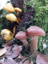 Huawei Mate 20 Pro - zdjęcia z aparatu