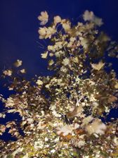 Huawei Mate 20 Pro - zdjęcia z aparatu