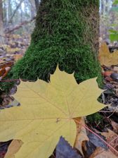 Huawei Mate 20 Pro - zdjęcia z aparatu